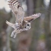Pustik obecny - Strix aluco - Tawny Owl 4624a